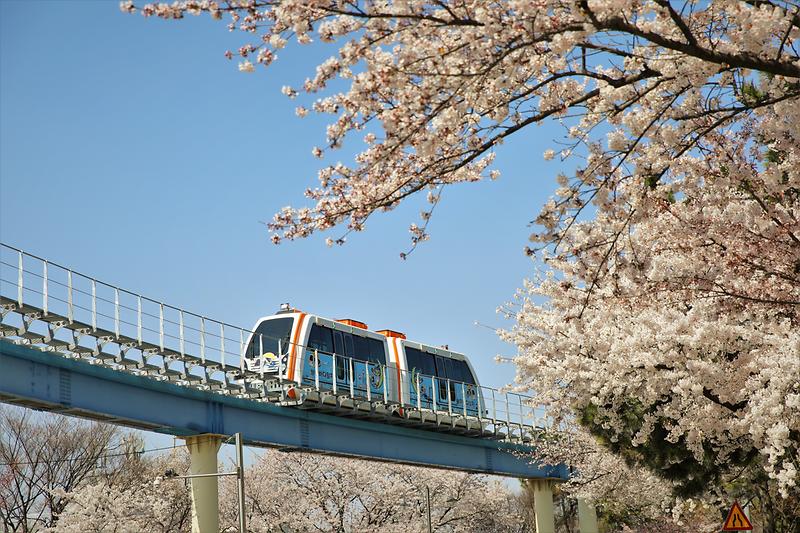 벚꽃 핀 월미바다열차 사진